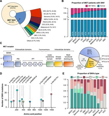 MET gene alterations predict poor survival following chemotherapy in patients with advanced cancer